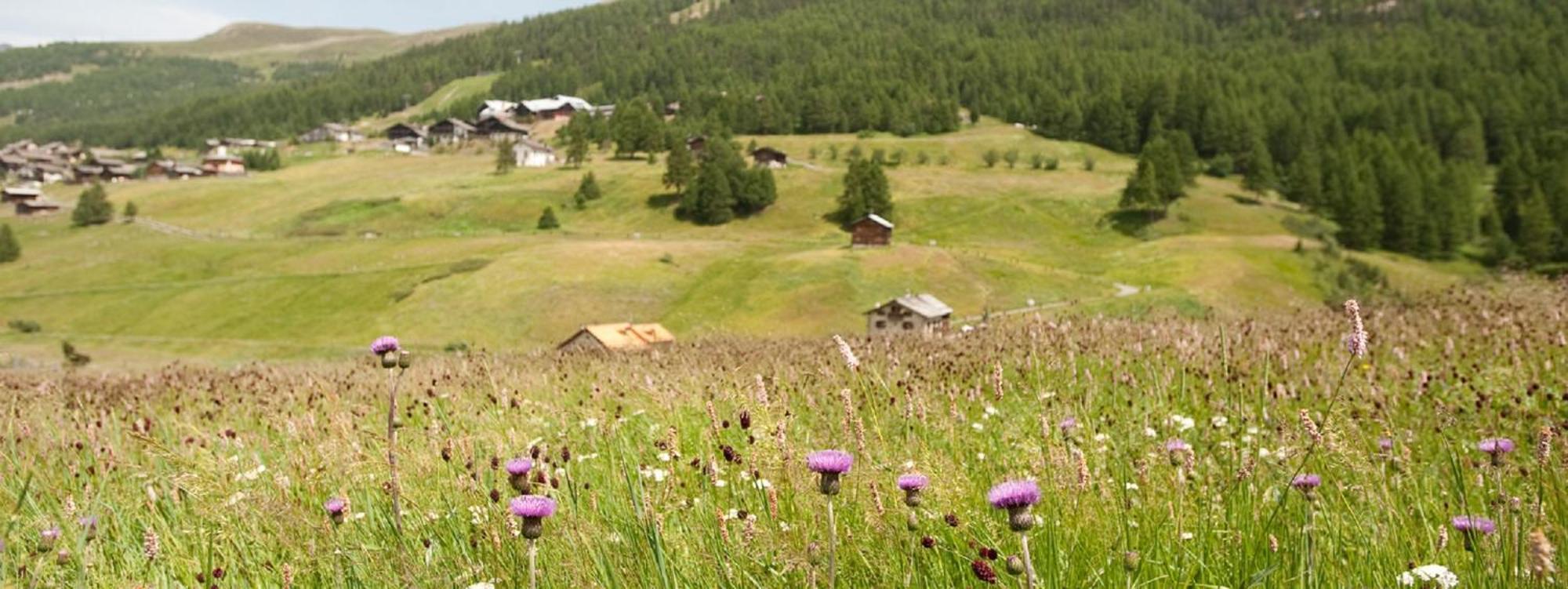 Sole - Casa Azzurra Piano Terra Lejlighed Livigno Eksteriør billede